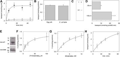 Frontiers Production Of Recombinant Human XCT SLC7A11 And